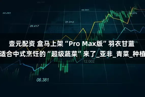 壹元配资 盒马上架“Pro Max版”羽衣甘蓝 适合中式烹饪的“超级蔬菜”来了_亚非_青菜_种植